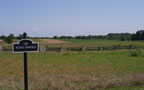 The Cornfield